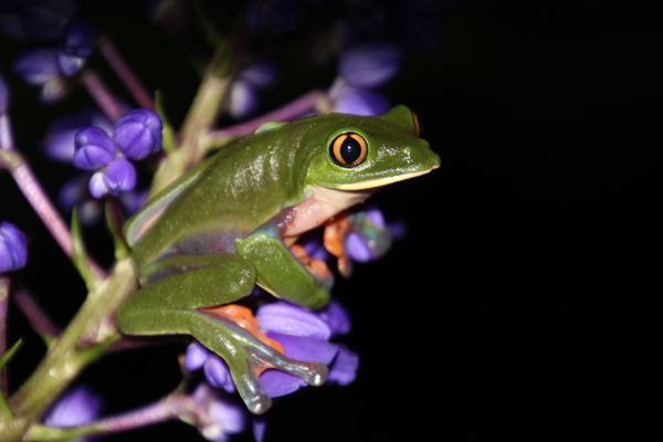 agalychnis annae