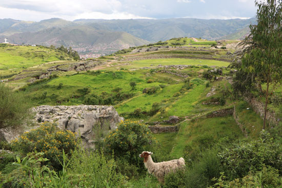 saqsaywaman and alpaca