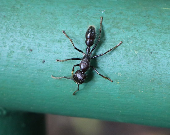 sarapiqui bullet ant