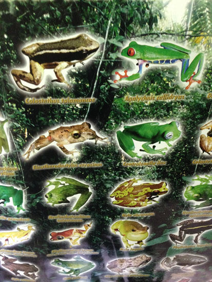 sarapiqui frogs poster 1