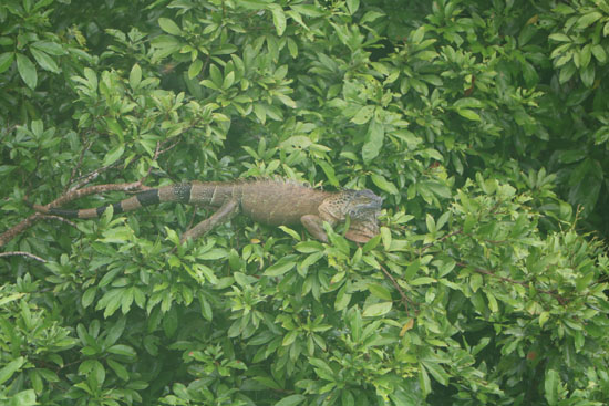 sarapiqui iguana 1