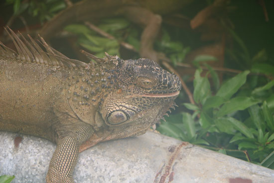 sarapiqui iguana 2