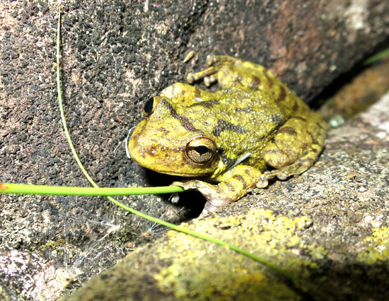 Scinax fuscovarius