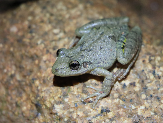 scinax fuscovarius