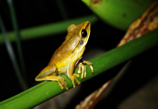hypsiboas albopunctatus