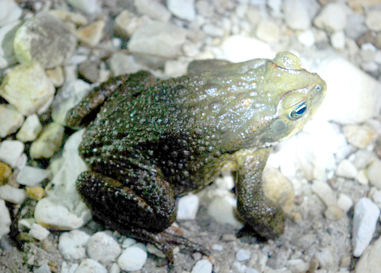 rhinella crucifer