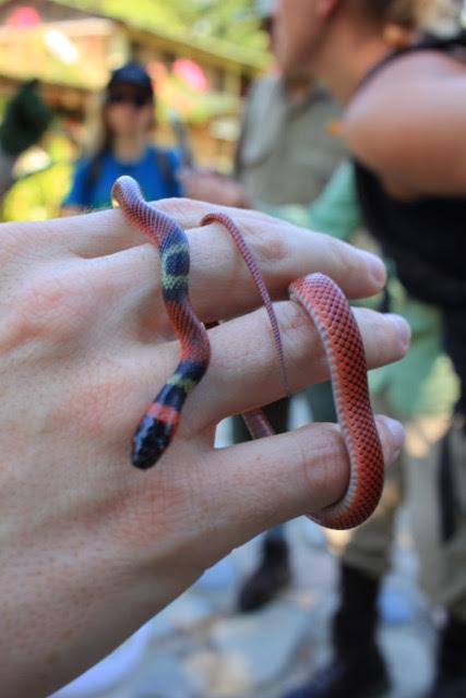 snake-1-katie-odonnell