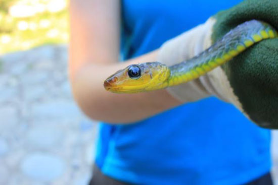 snake-2-katie-odonnell