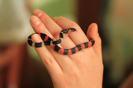 snake-6-katie-odonnell