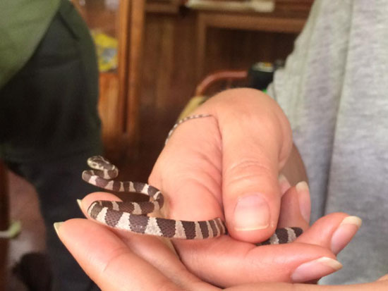 snake-rosie-striffler
