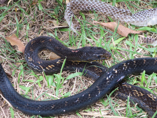 snake shedding