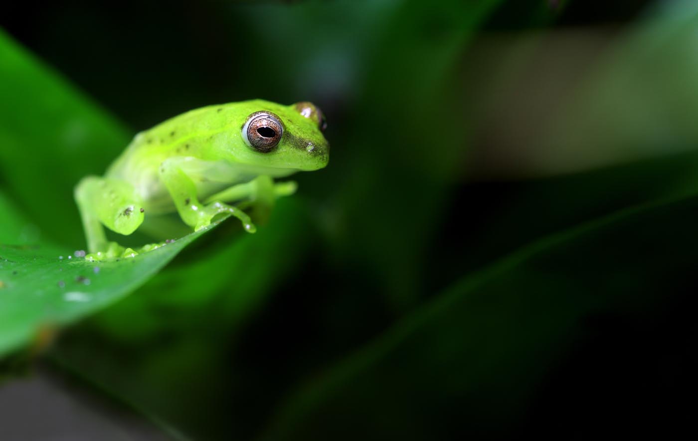 Spotted Emerald Glass Frog Hyla punctata