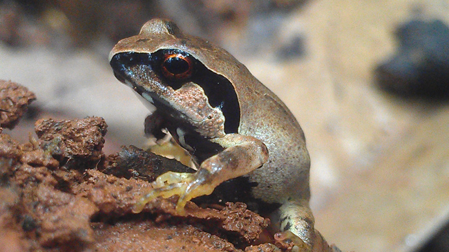 giant squeaker frog Arthroleptis krokosua