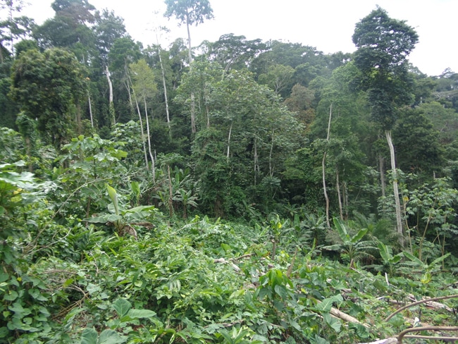 Illegal Farming