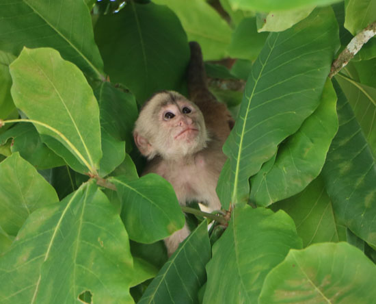 suchipakari misahualli monkey