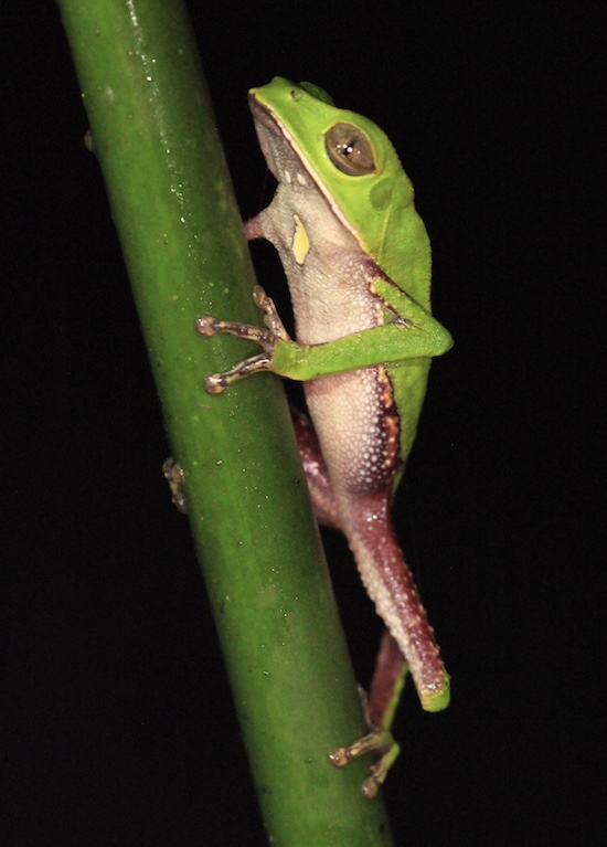 suchipakari monkey frog