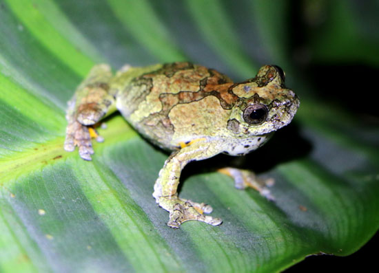 suchipakari pool frog 4