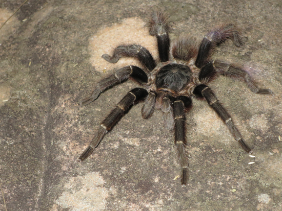 tarantula