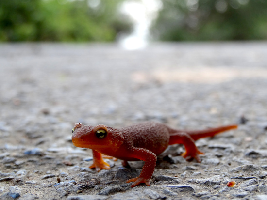 Rough Skinned Newt