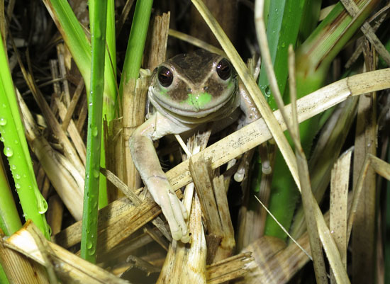 Quito frogs