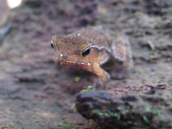 toad adolfo ducke
