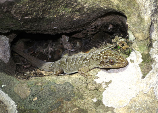 tobati gecko