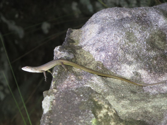 tobati lizard
