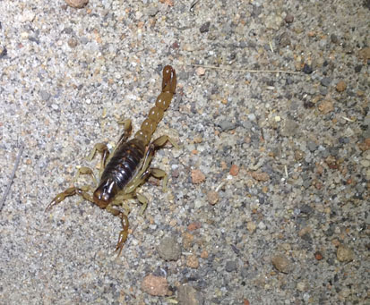 tobati scorpion