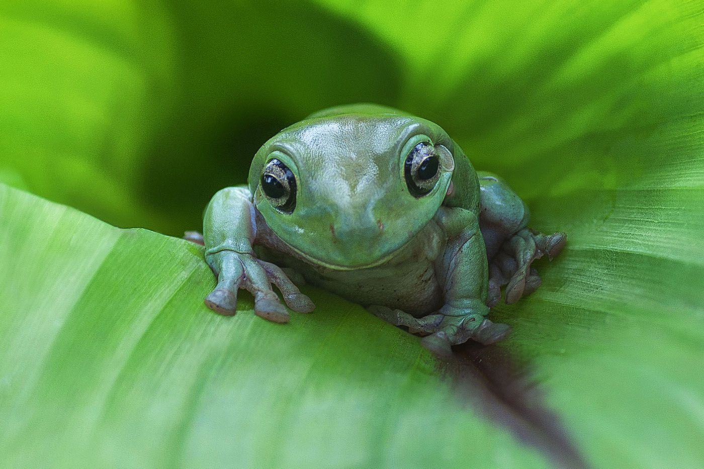 Frog Cryptocurrency