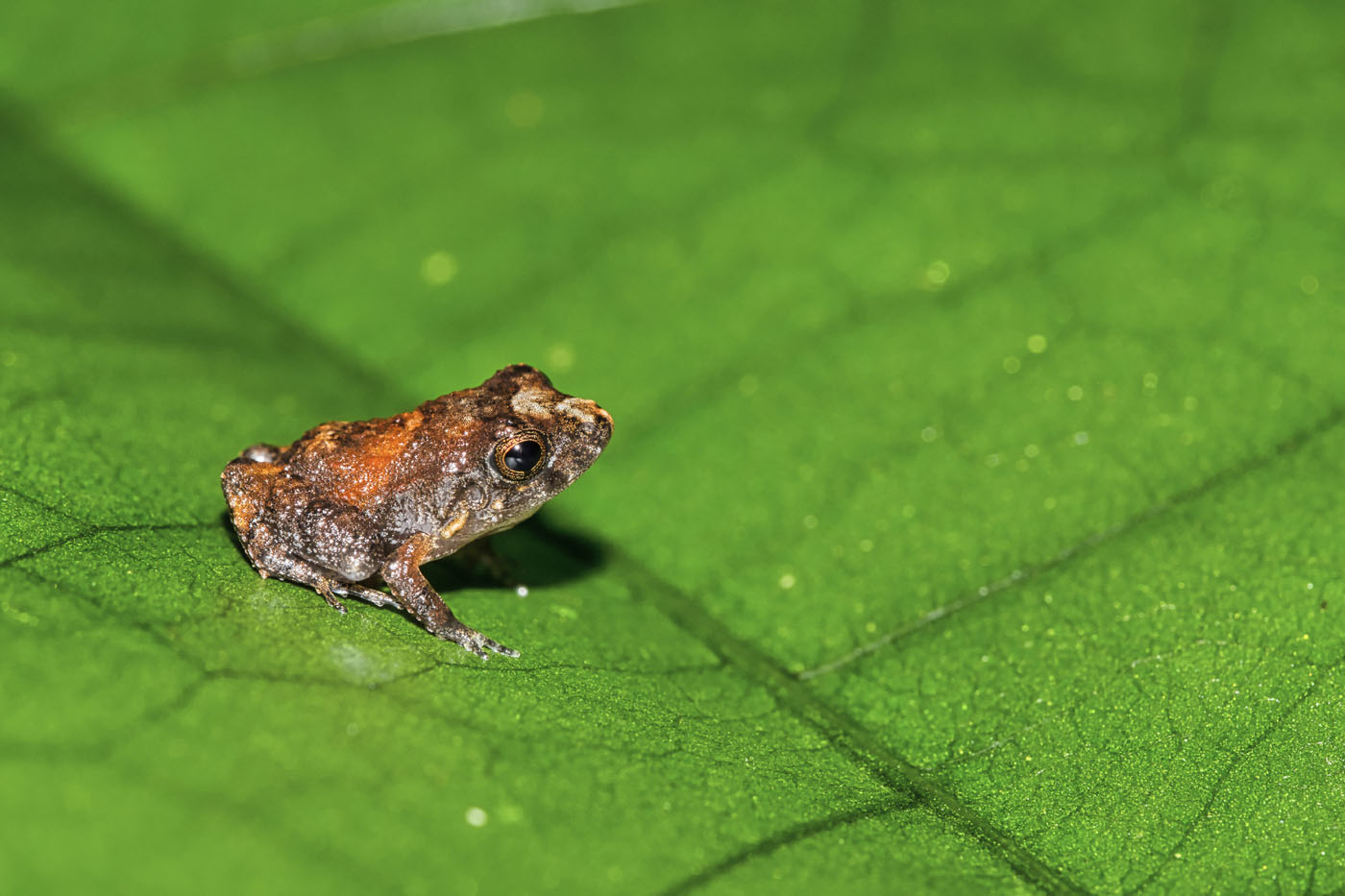 tropical-frog-tropical-rainforest-costa-rica leaf litter frog