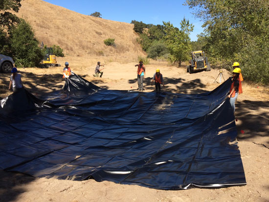 ucla wetlands amphibians