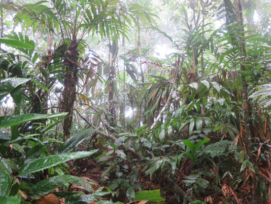 Peru Amazon